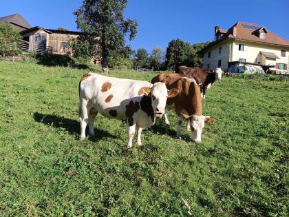 Fleckvieh und Fleckvieh x Normande Kuh
