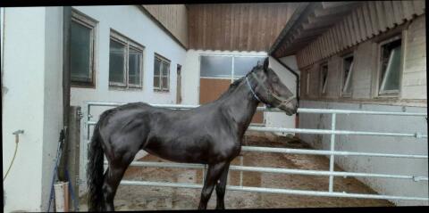 Noriker