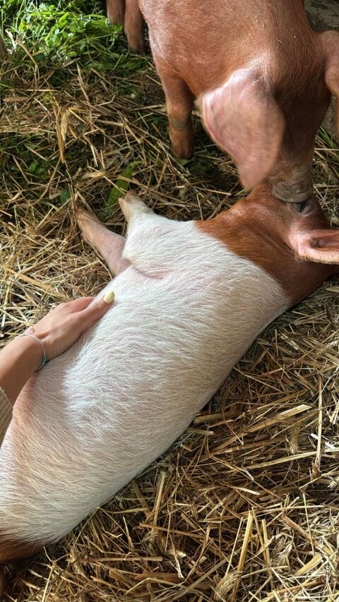 Ferkel Duroc Schwäbisch