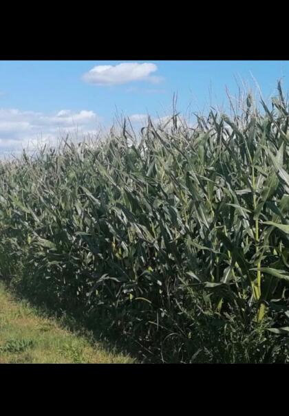 Silomais ab Feld