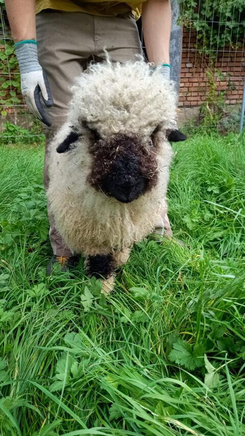 BIO Walliser Schwarznasenlamm weiblich herdbuchfähig