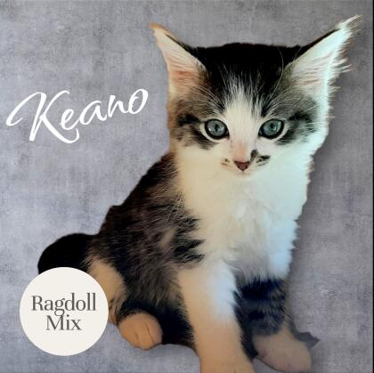 Ragdoll Mix Kater
