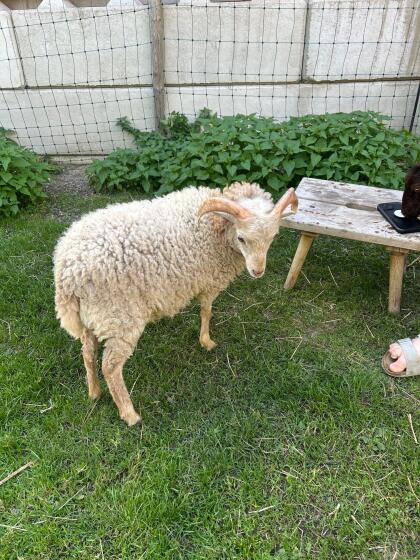 Zwergschaf, Quessant