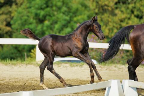 Hengstfohlen von Dimaggio Black