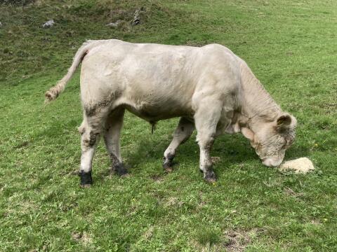 Charolais - Jungstier