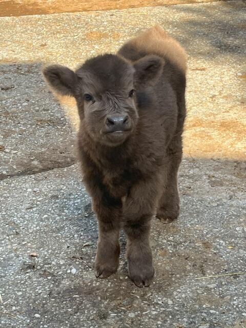 Mini-Hochlandrind Nachzucht - Stier