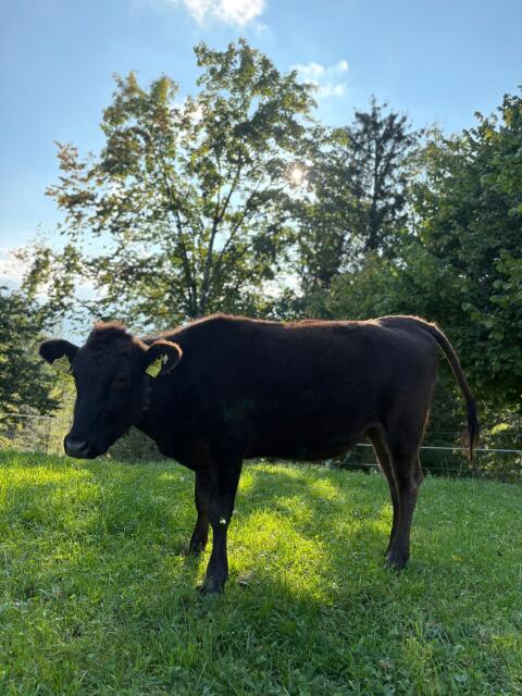100% Wagyu Jahrling/Kalb, Herdebuch A eingetragen, erbgesund