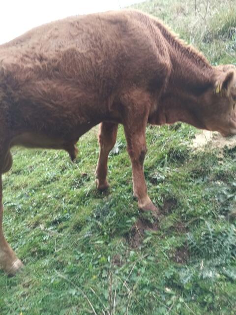 Verkaufe Stier