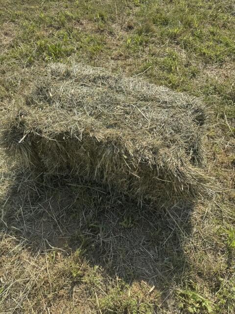 Heu