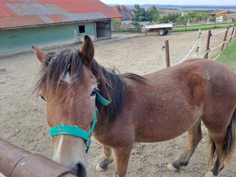 Pony Wallach zu verkaufen
