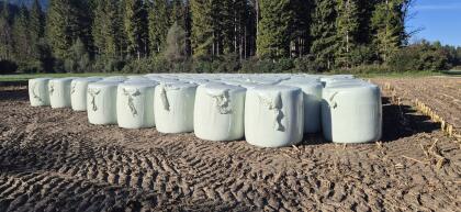 Maissilageballen