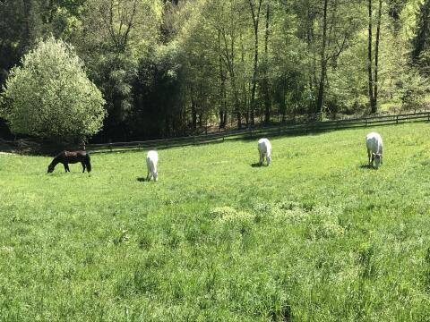Pferdeeinstellplatz Offenstall Nähe Laßnitzhöhe