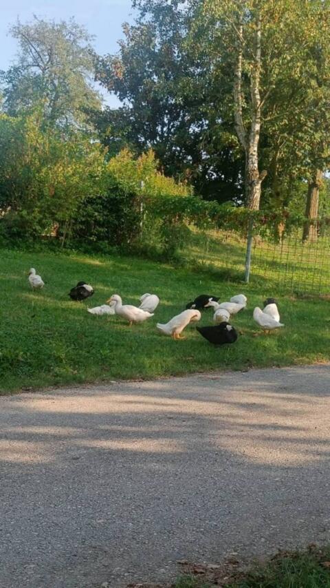 Verkaufe Laufenten