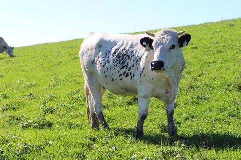 Bio Pustertaler Sprinzen Kalbinnen