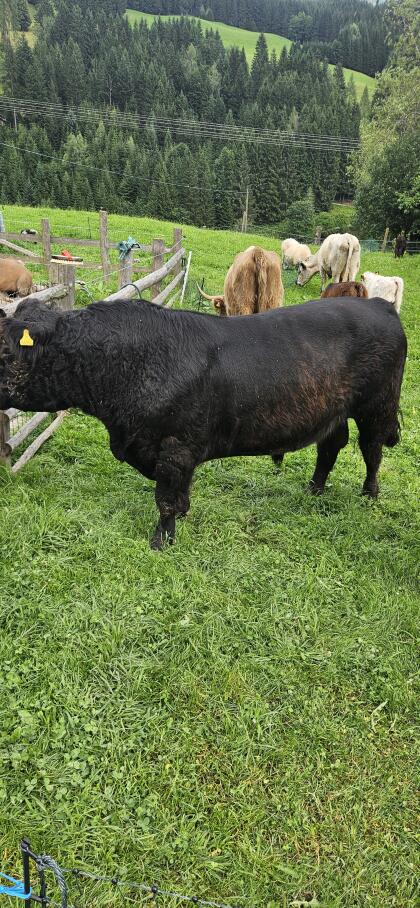 Galloway Stier
