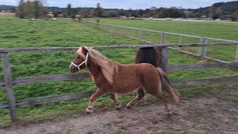 Mini-Shetland Hengst