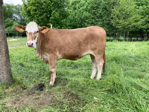 Beefmaster Kalbin zu verkaufen (trächtig)