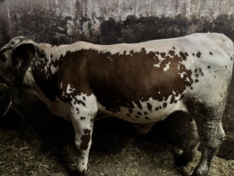 Pustertaler Sprinzen Stier Eristoff PSR