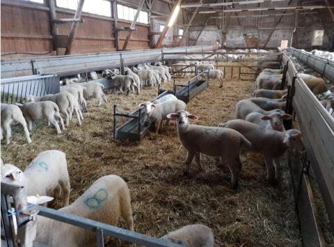 Kaufe ganzjährig Lämmer und Altschafe