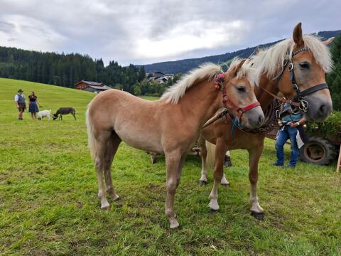 Haflinger Stutfohlen