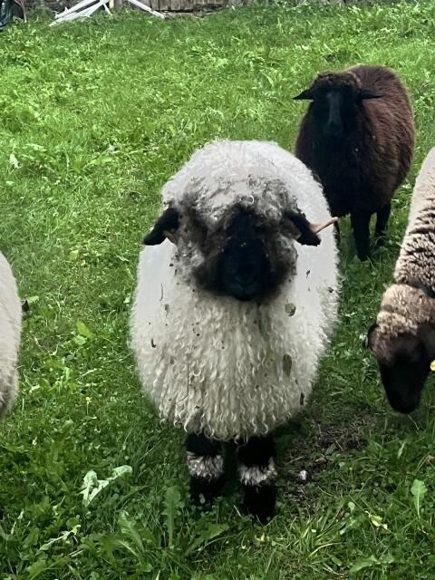 Weibliches Walliserschaf