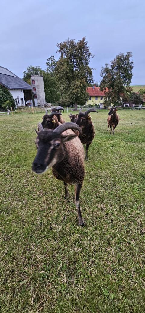 Verkaufe Soay Schafe