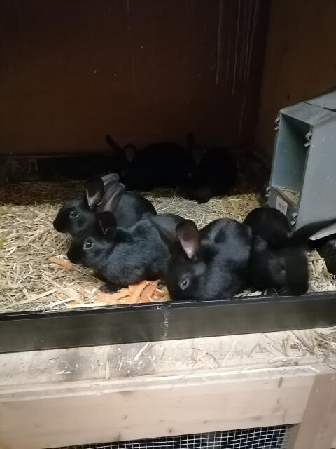 Kaninchen Kleinschecken Hasen