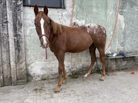Quarter-Appaloosa Mix Stute