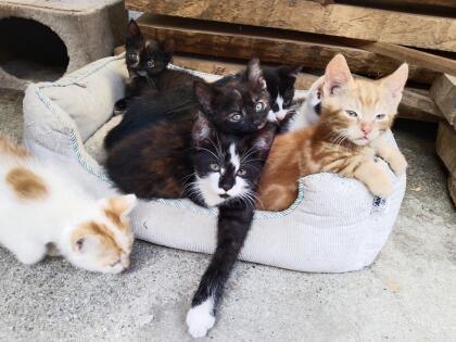 Katzenbabys