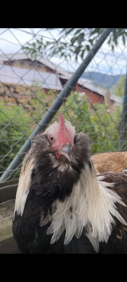 Brahma Hahn Isabell und Deutsches Lachshuhn Hahn abzugeben