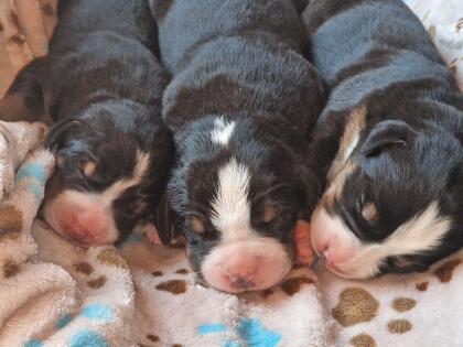 Swissydog-Welpen
