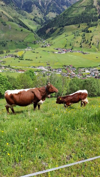 Suche Pinzgauer Stierkalb