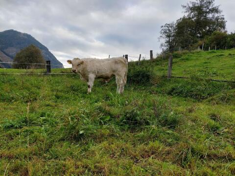 Charolais Jungstier