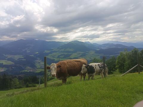Suche trächtige Bio-Kuh/Kalbin
