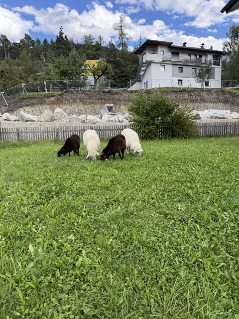 Verkaufe 3 Schlachtlämmer