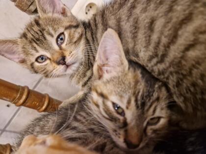 Babykatzen