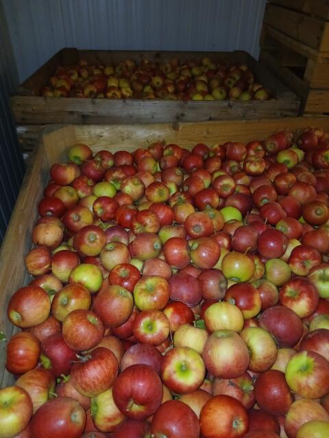 Äpfel Elstar