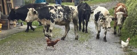 Verkaufe Einstellkalbinnen und Mutterkühe