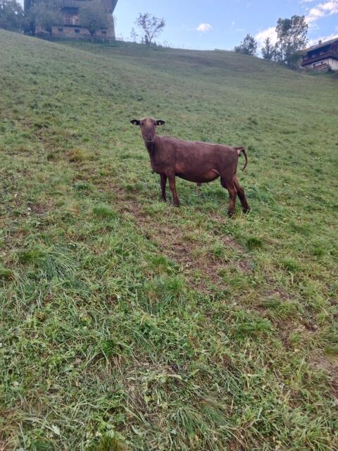 Jura Widder