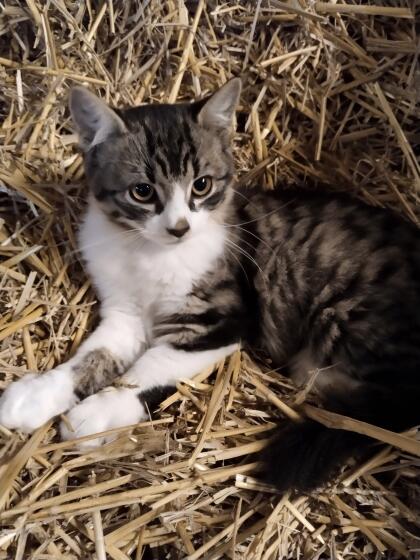 Junge Katzen