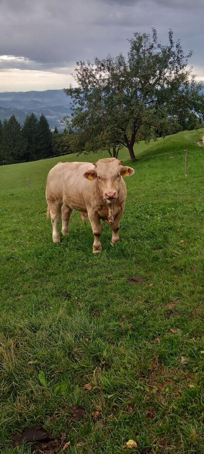 Weidestier