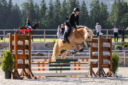 Haflinger Stute für Springen, Dressur, Freizeit und Zucht