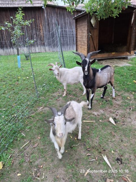 3 Ziegenböcke