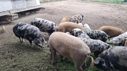 Schweine