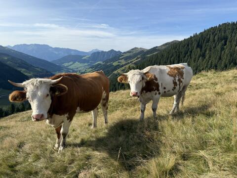 Schöne Kalbinen abzugeben