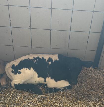 Bio Pinzgauer Kalb schwarz