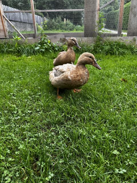 Enten zu verschenken