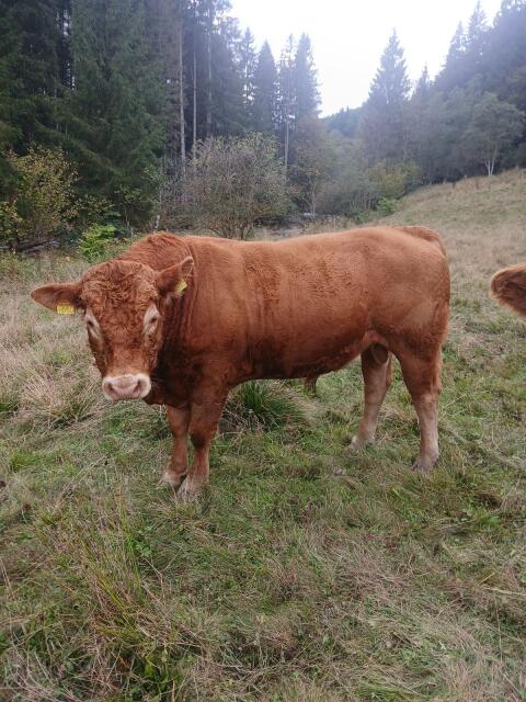 Bio-Limousin-Deckstier