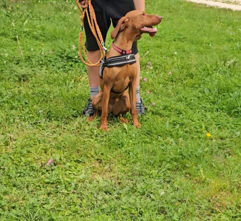 Magyar Vizsla