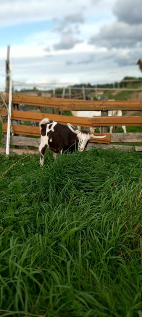 Ziege, 4 Monate alt, Rasse Saane